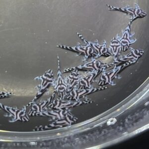 インペリアルゼブラプレコSサイズ 特上個体　１匹